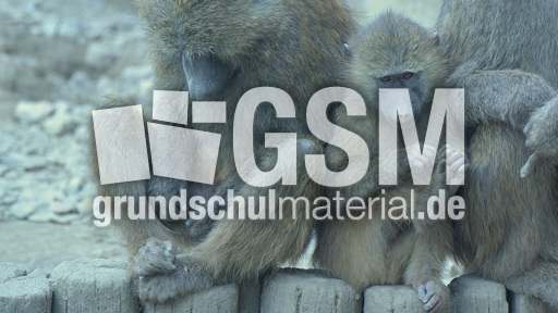 Grüner Pavian (6).jpg